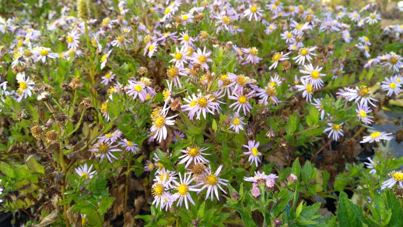 Aster ageratoides 'Asran' Päsmasaster